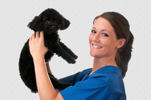 Vet Assistant Certification online colleges