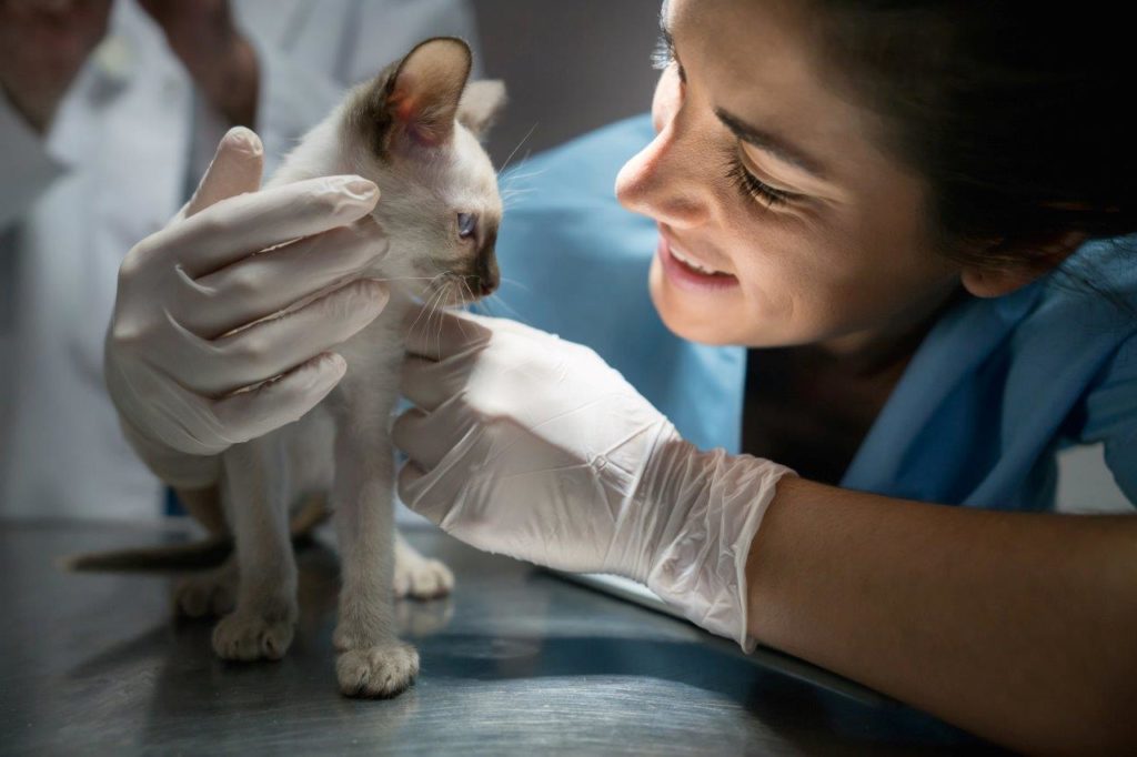 Veterinary Assistants