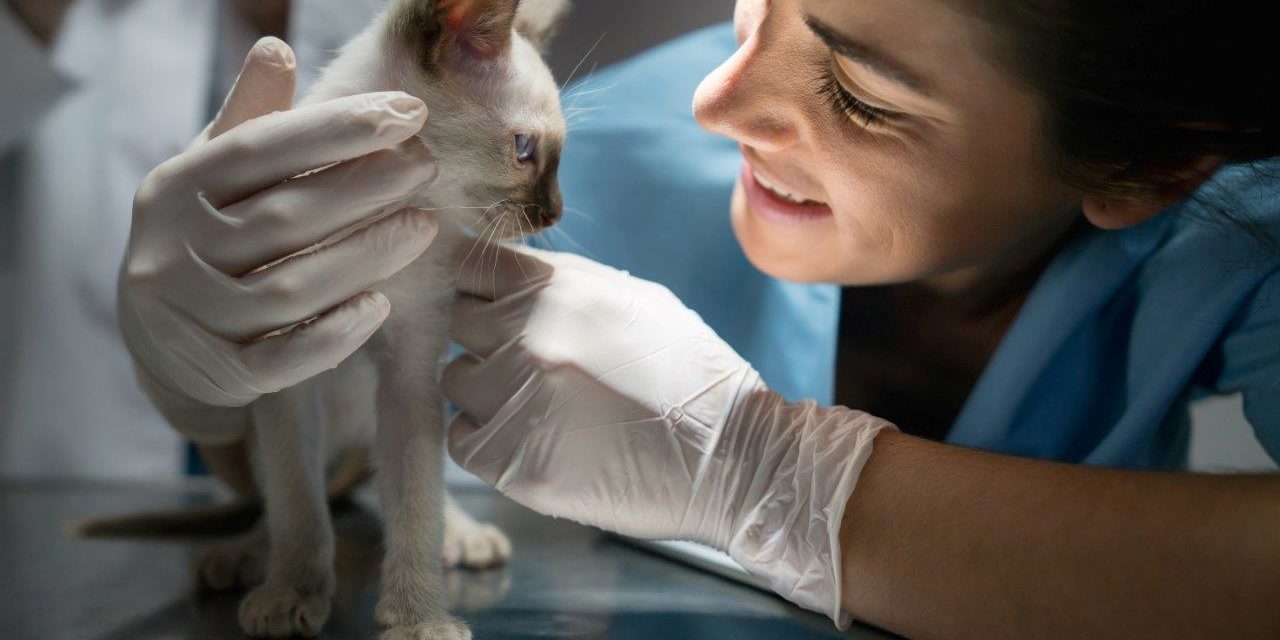 Difference between Veterinary Assistants and Veterinary Technicians
