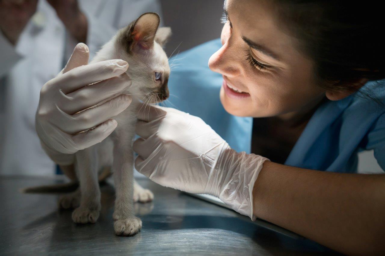 Veterinary Assistants