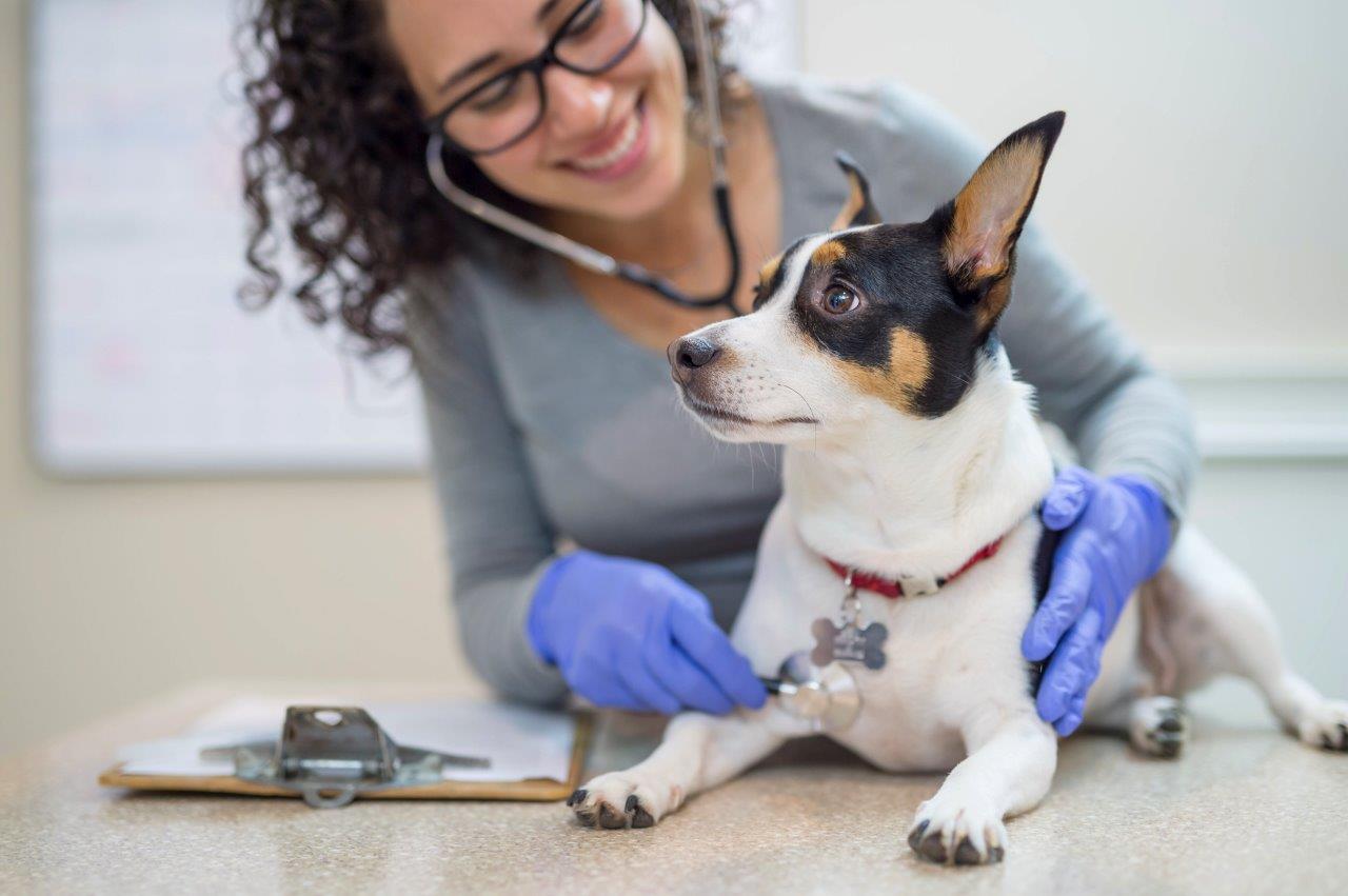 Finding A Job As A Veterinary Assistant Blackstone Career   IStock 629413482 