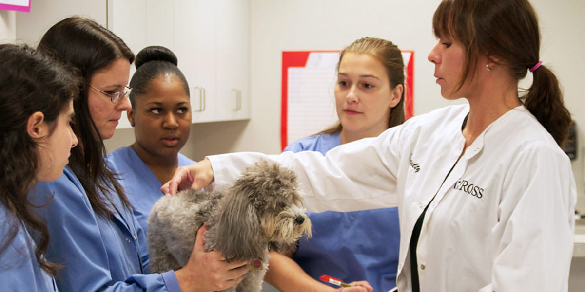 How To Adjust To Online Courses As First Timers Veterinary Assistant   Veterinaryassistant 