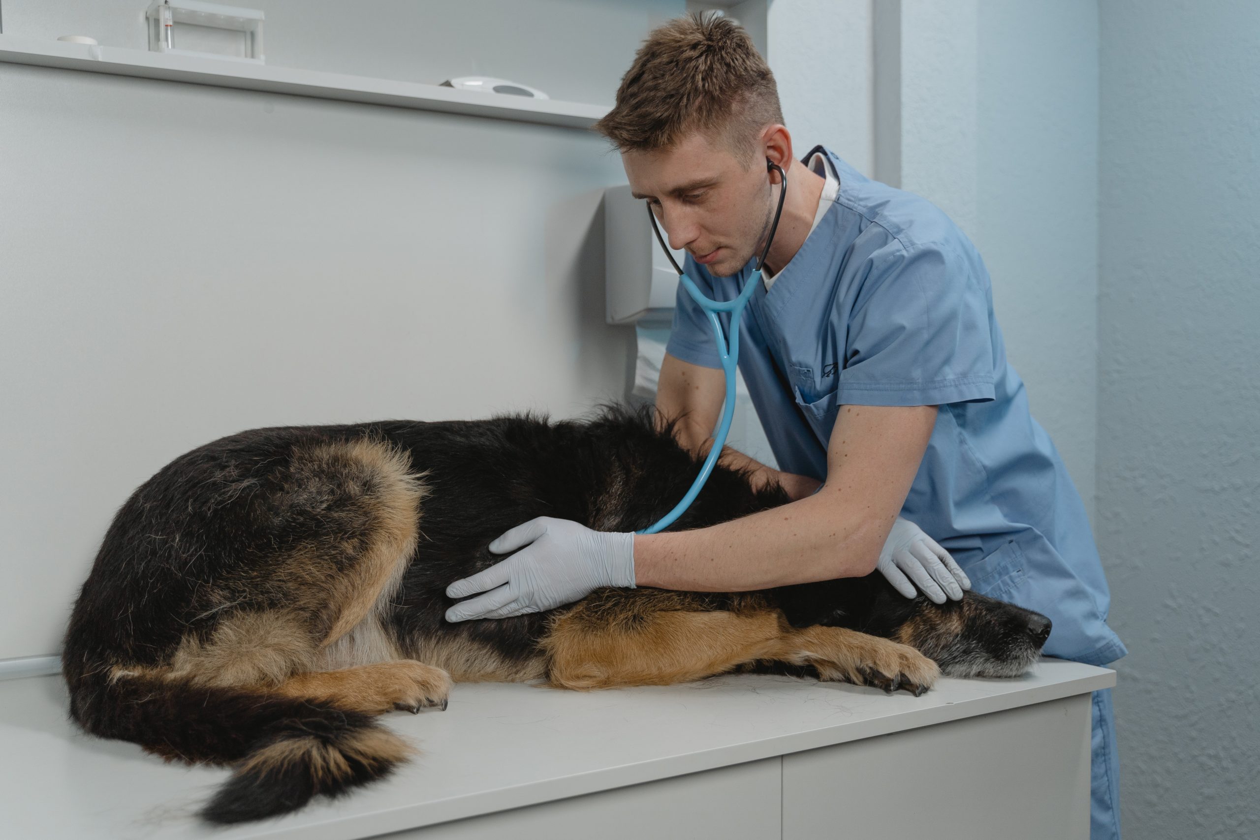 3 Ways to Network as a Veterinary Assistant