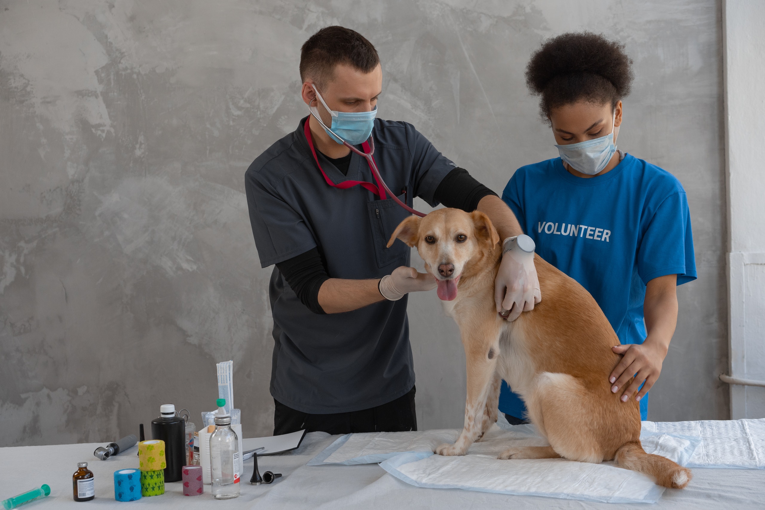 Veterinary Assistant