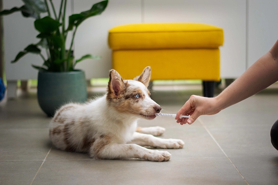 hand holding syringe and giving a dog medication